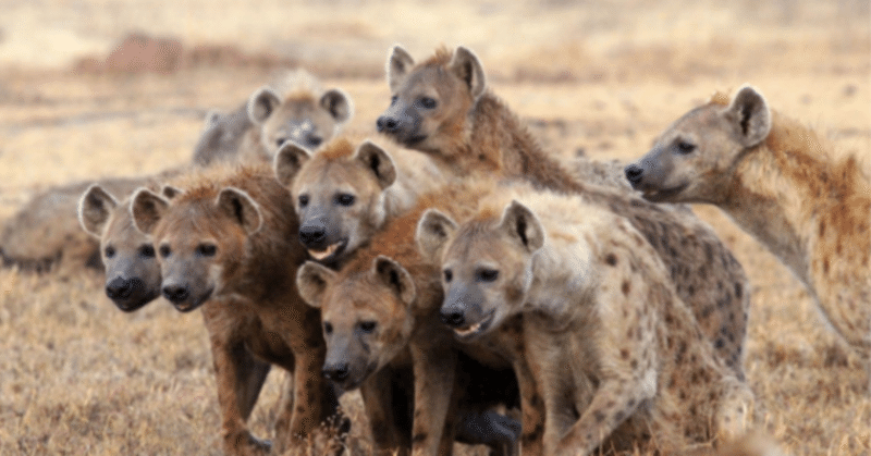 草食動物最強説 成功しない人がためになる話 エイプの心理雑学 Hsp Note