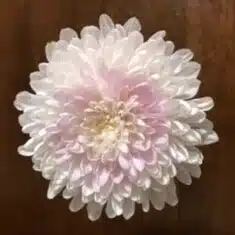 ほっこりんく