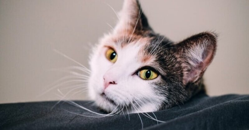 猫にナメクジ カタツムリ駆除剤は危険 メタアルデヒド中毒の怖さとは 獣医師が解説 Vet1013 Note