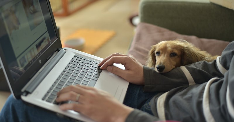 うちの犬が危篤な話。