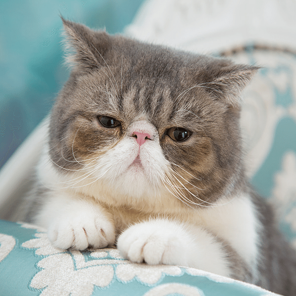 エキゾチックショートヘアって猫様が好きで 不機嫌そうな顔がまた堪らなく可愛い愛おしいって話だけど 私が色々あってこんな顔しちゃう時あっても可愛いなあおい とかで済まされたい なんて 照 仕事納め よく ゆう Note