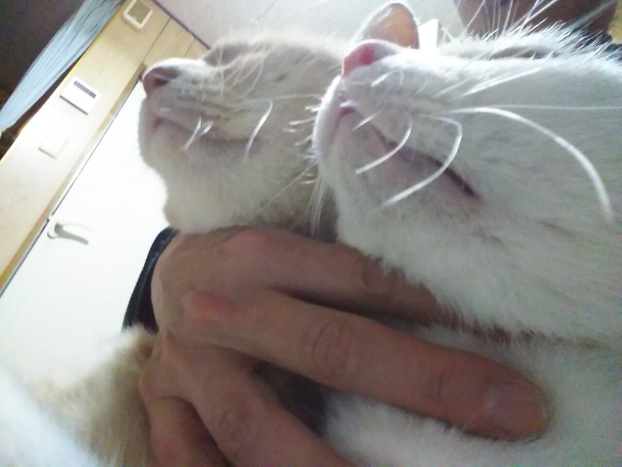 猫が西向きゃ尾は東 奥田民代 Note