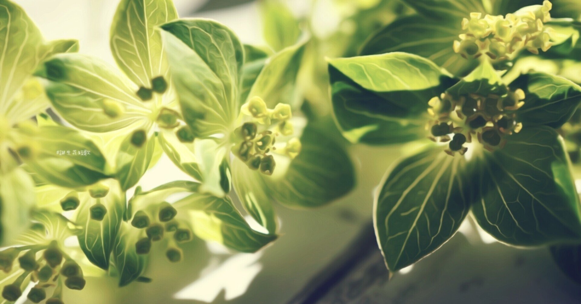 12月30日 誕生花は突抜柴胡 誕生花短歌 御子柴 流歌 Note 12月30日 誕生花は突抜柴胡 誕生花短歌 御子柴 流歌 Note