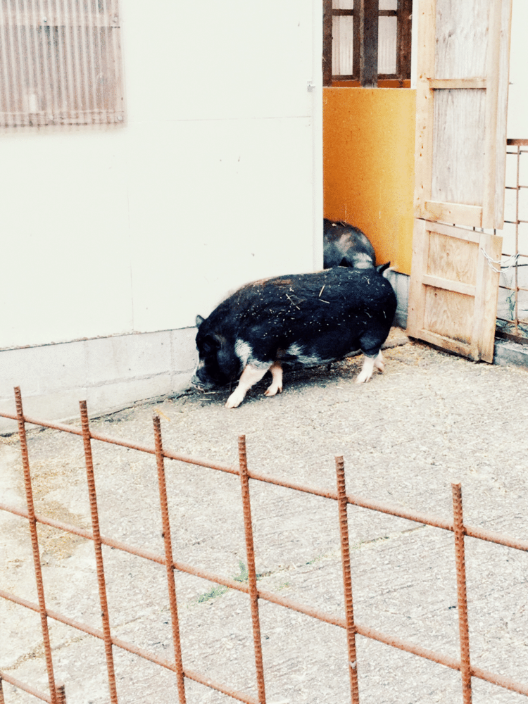 明日も明後日も明々後日もめちゃくちゃ食べても良い日。ぶーぶー。