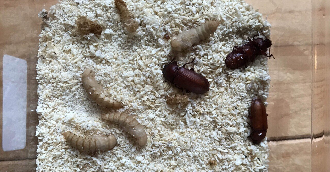 ミルワーム飼育 12 30 Day66 成虫の死 ミルワーム飼育日記 Note