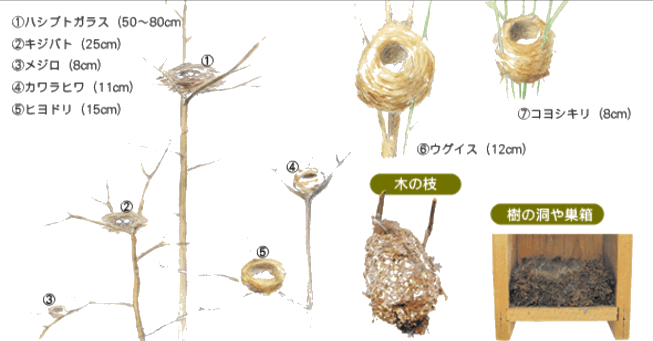 第1399回 最近身近な野鳥の巣|翆野 大地