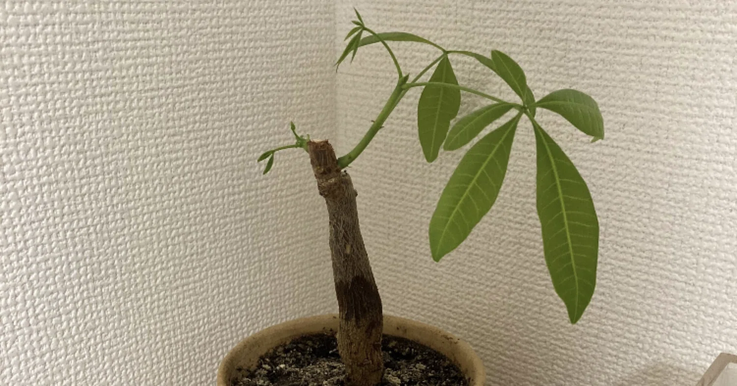 パキラの記録 Taka Shu Note
