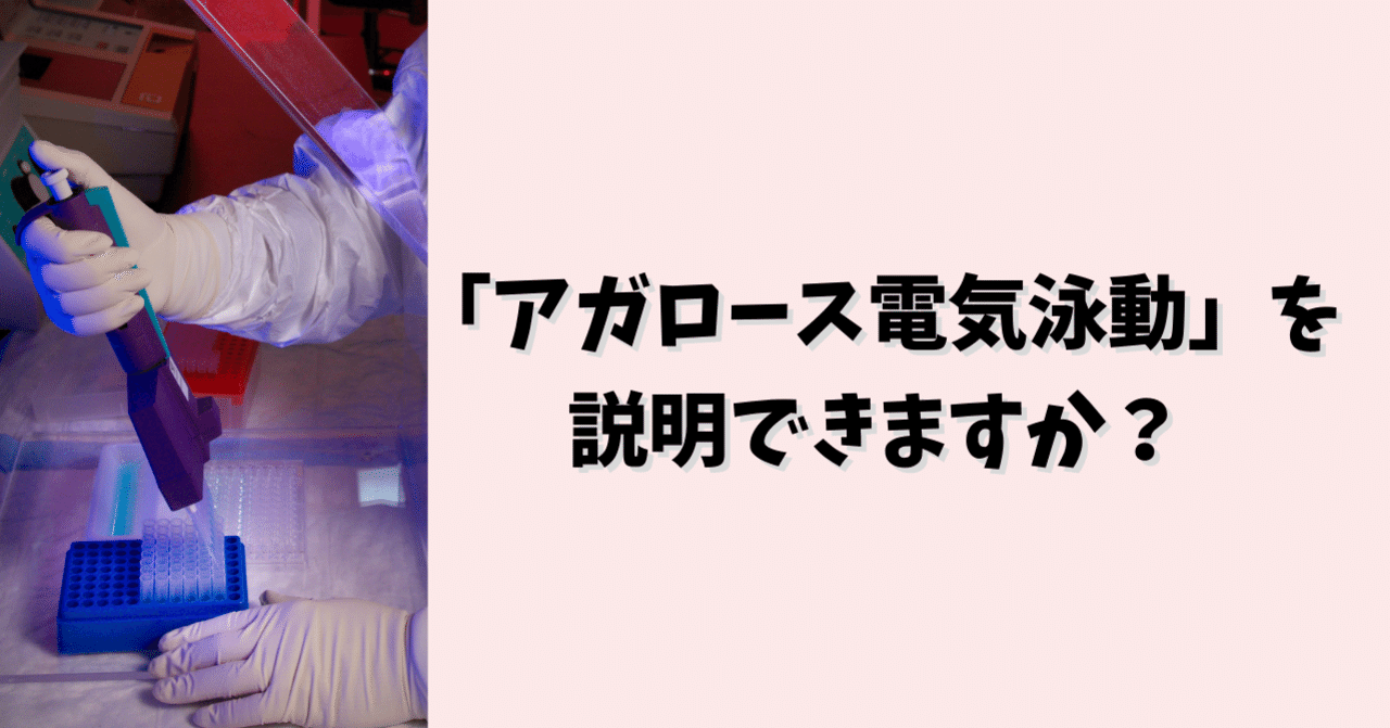 アガロース電気泳動を説明できますか Eiko Programming Note