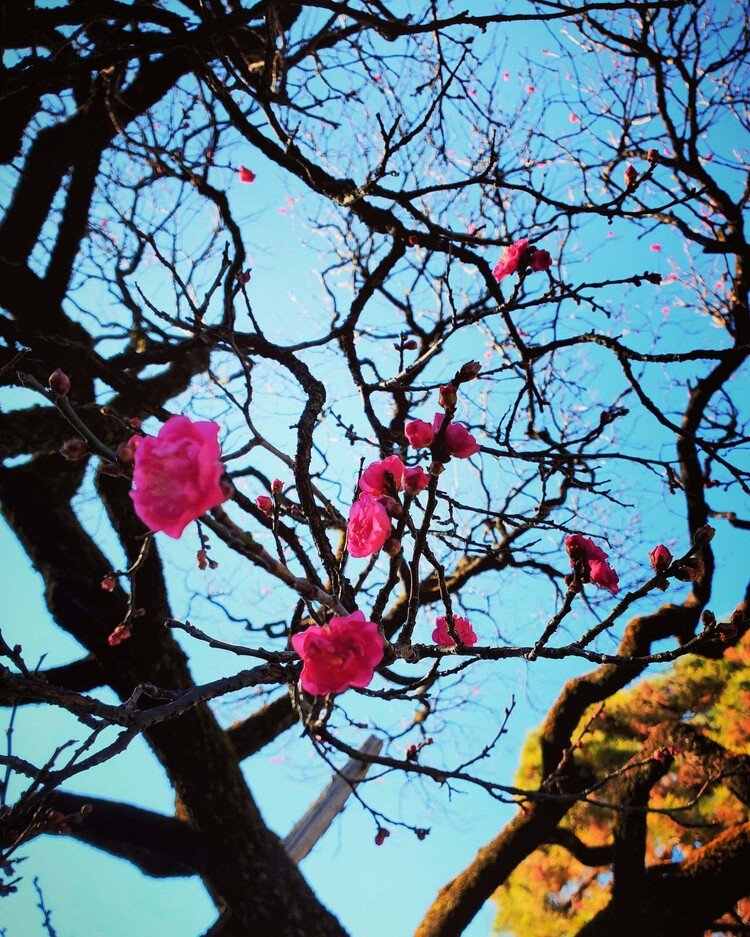 おはよーございます。

大晦日朝。
梅が「起きたよー♪」とゴキゲンさんにアヲゾラにチビ声で叫んでおりました。

2020年最後日をいっぱいソシャクして。




#sky #winter #flower #love #moritaMiW #空 #冬 #大晦日 #梅 #佳い一日の始まり