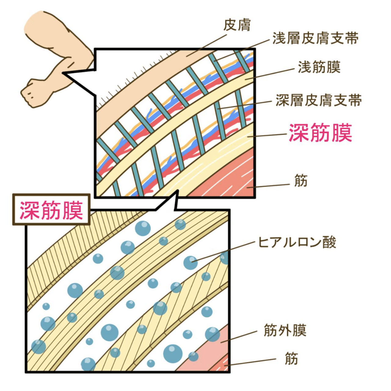 筋膜の教科書】なぜ筋膜へアプローチするのか、このnoteを読めば分かり