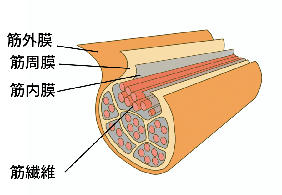 筋膜の教科書】なぜ筋膜へアプローチするのか、このnoteを読めば分かり