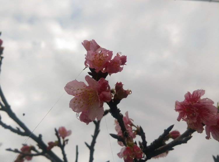 今日、３月１日は島の高校の卒業式。高校が最高学府の島は、進学や就職で島を旅立つ。
そんな今日は雨。別れを惜しむ、涙雨なのかもしれない。