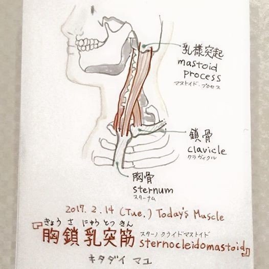 胸鎖乳突筋 Sternocleidomastoid の名前の由来 Mayu Kitadai Note