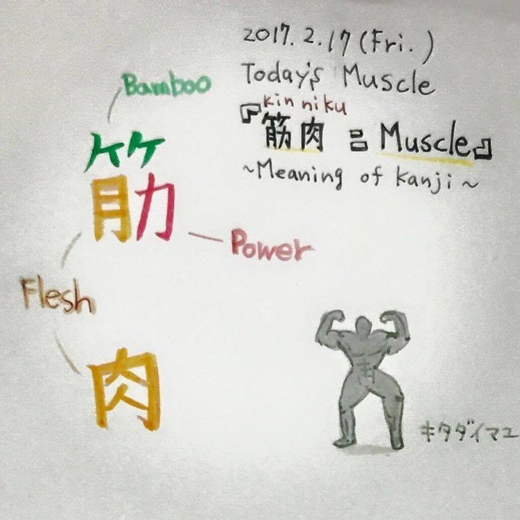 2017.2.17 (Fri.) Today's muscle 『筋肉=muscle』の漢字について  『筋』は 〈すじ〉とも読むので  筋の多い、 竹を表す 竹冠が 使用されているらしいです。