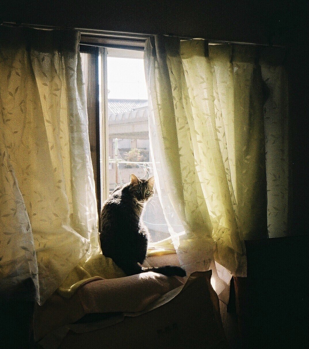 上手く生きられない っていうのが 生きてる ってことだ かしえり Note