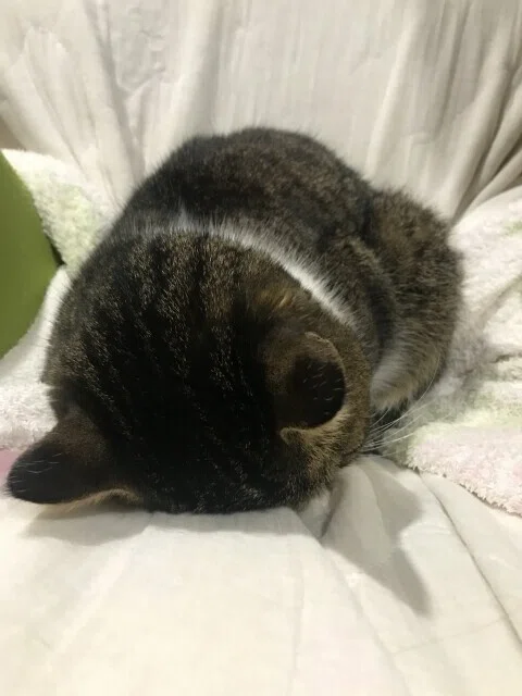 画像7