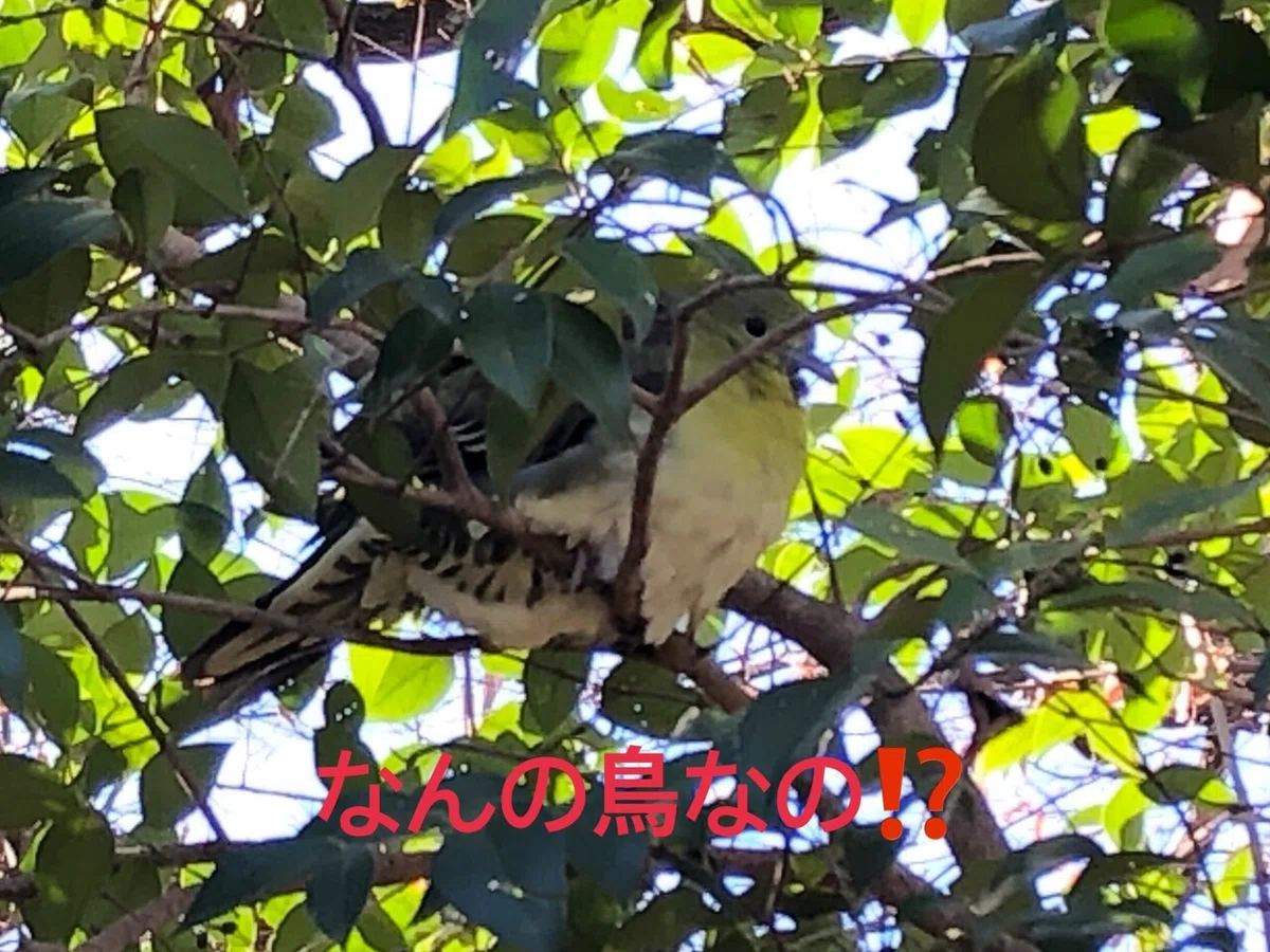 画像1