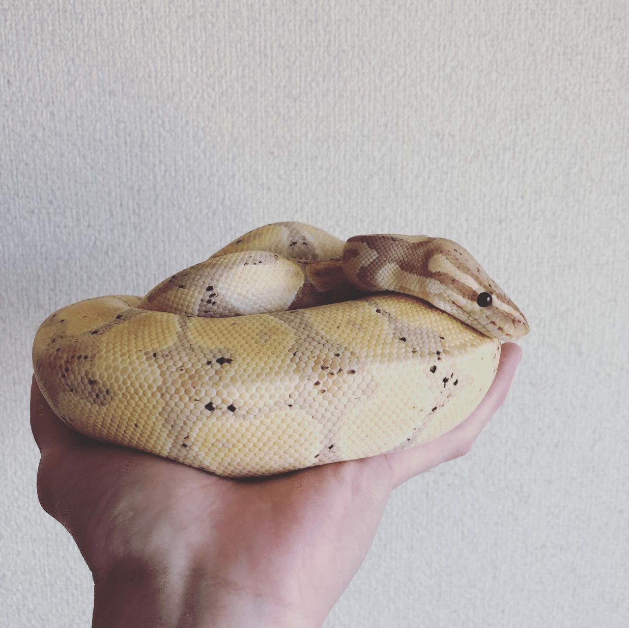 爬虫類とボク ヒト科ヒト属ヒト Note 爬虫類とボク ヒト科ヒト属ヒト Note