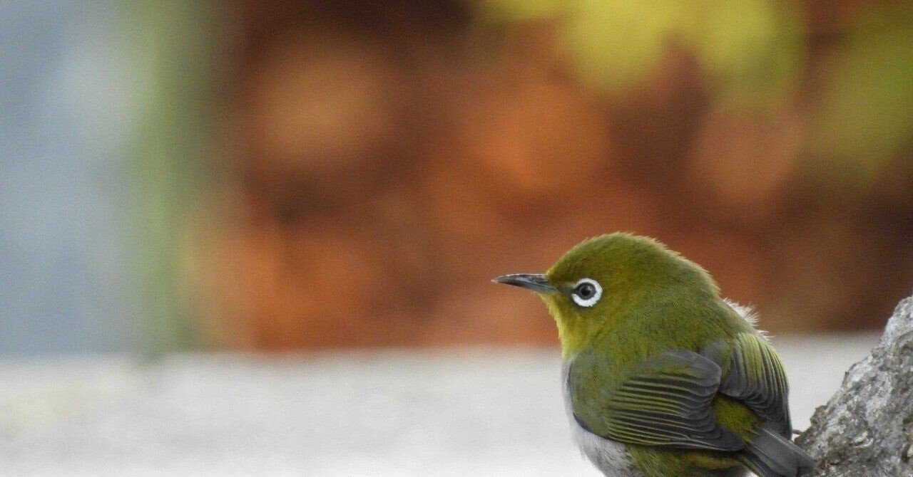 ウグイスとメジロと小学校英語教育 歓怒 かんど Note ウグイスとメジロと小学校英語教育 歓怒 かんど Note