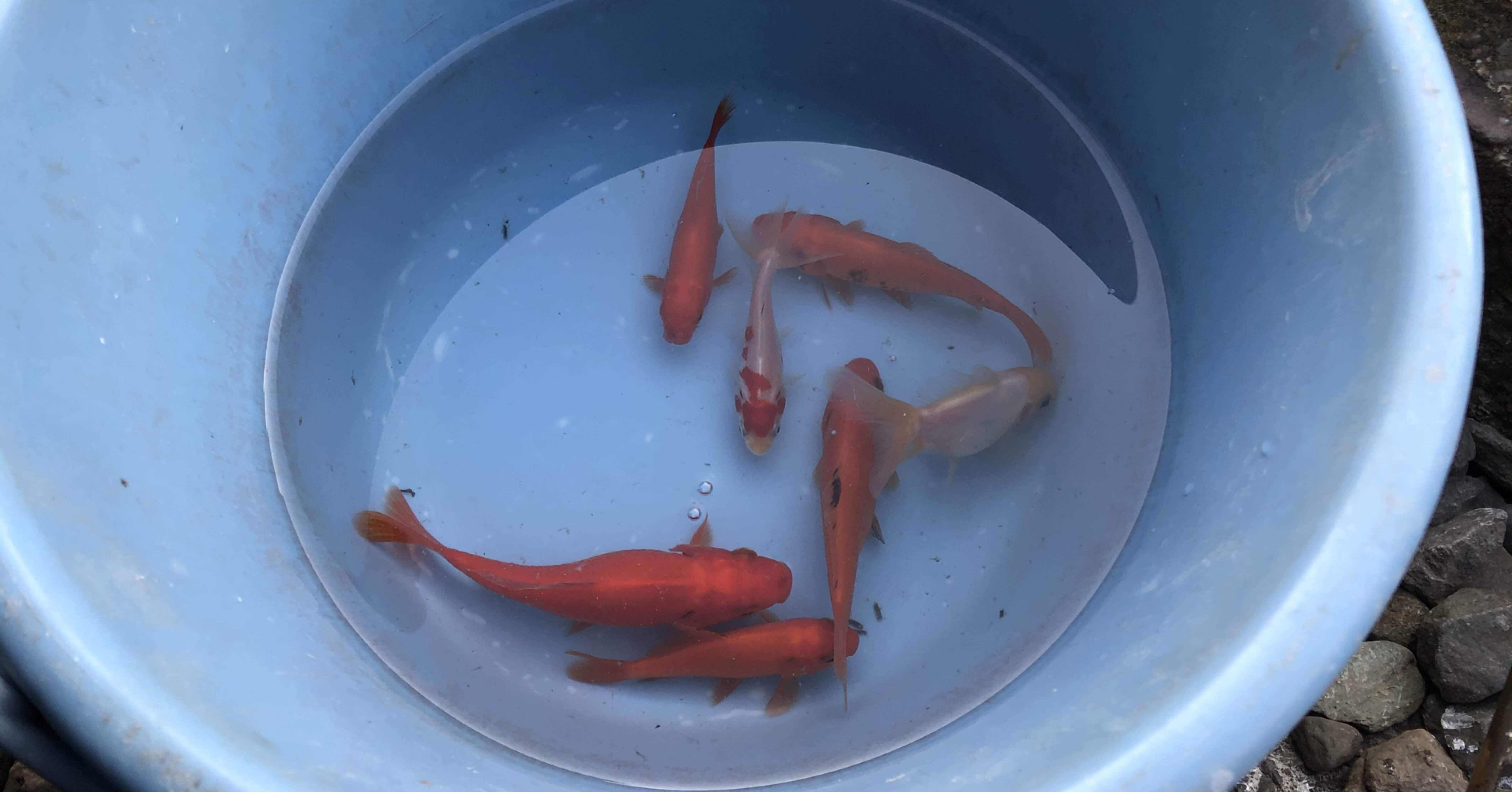 阿佐ヶ谷にある金魚の釣り堀 北世田谷のサックス吹き Note 阿佐ヶ谷にある金魚の釣り堀 北世田谷のサックス吹き Note