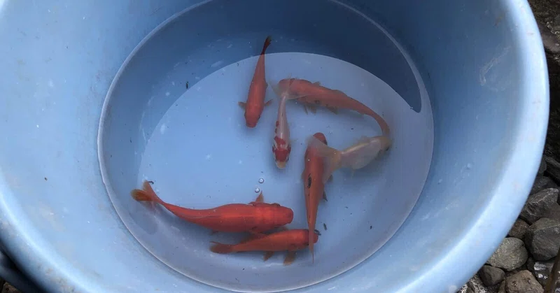 阿佐ヶ谷にある金魚の釣り堀 北世田谷のサックス吹き Note
