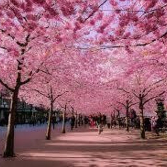 桜色のトンネル