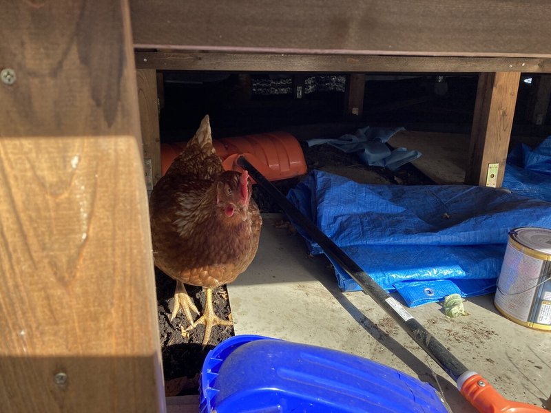 ニワトリが家出した 小屋暮らし94日目 一城ひとま Note