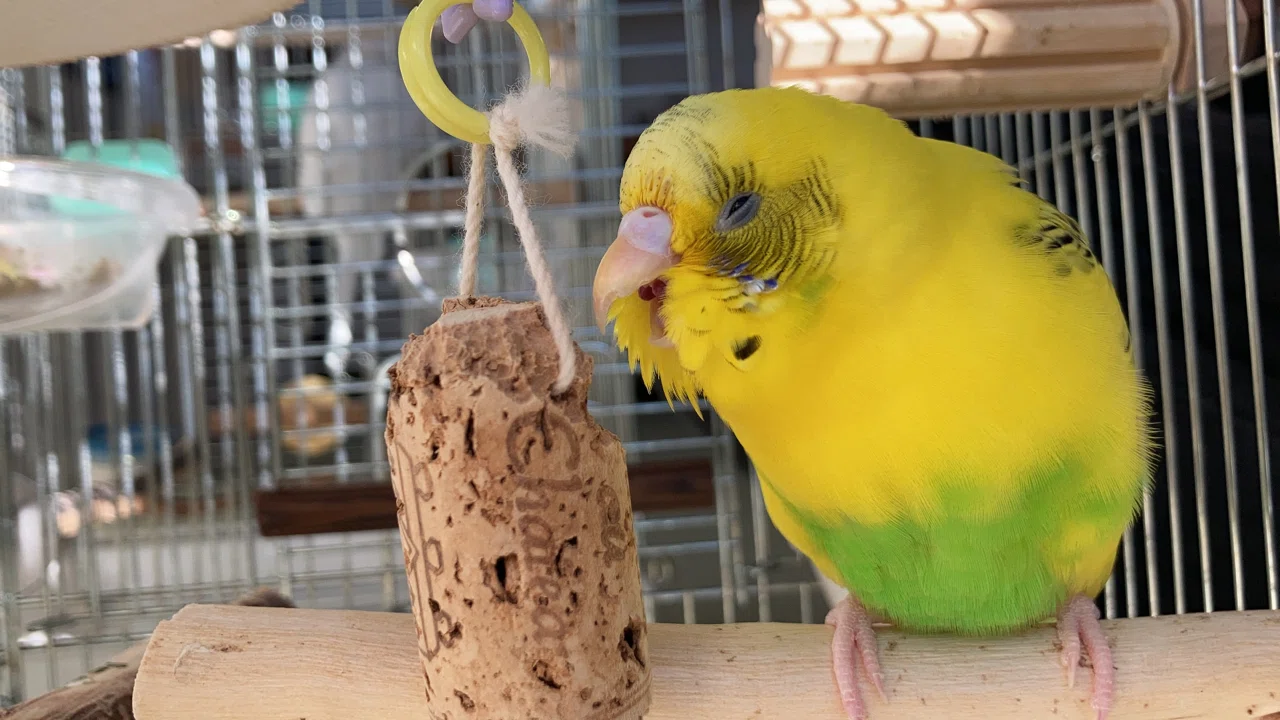 インコの換羽 インコまるけ Note インコの換羽 インコまるけ Note