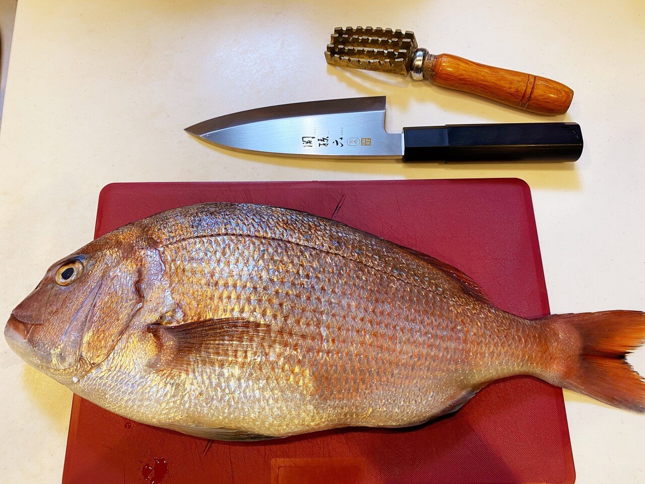 年のお魚 Numachang Note