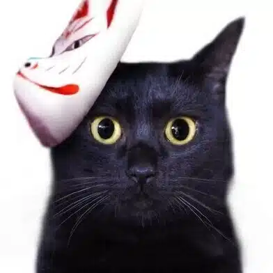 今日のねこさん。