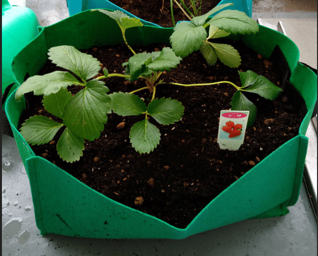 家庭菜園 グローバッグって知ってますか プランター そらまめ Note