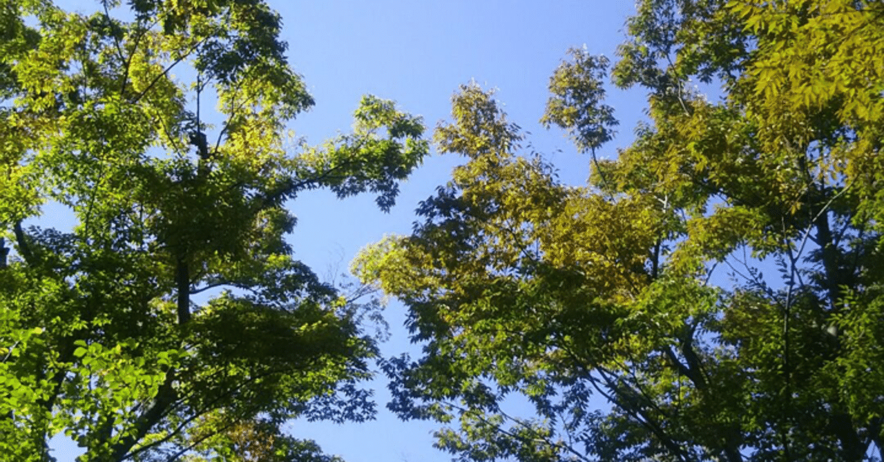 名言との対話 1月1日 三浦洸一 空に伸びろ青年の樹よ 森に育て青年の樹よ 国を興せ青年の樹よ 久恒 啓一 note