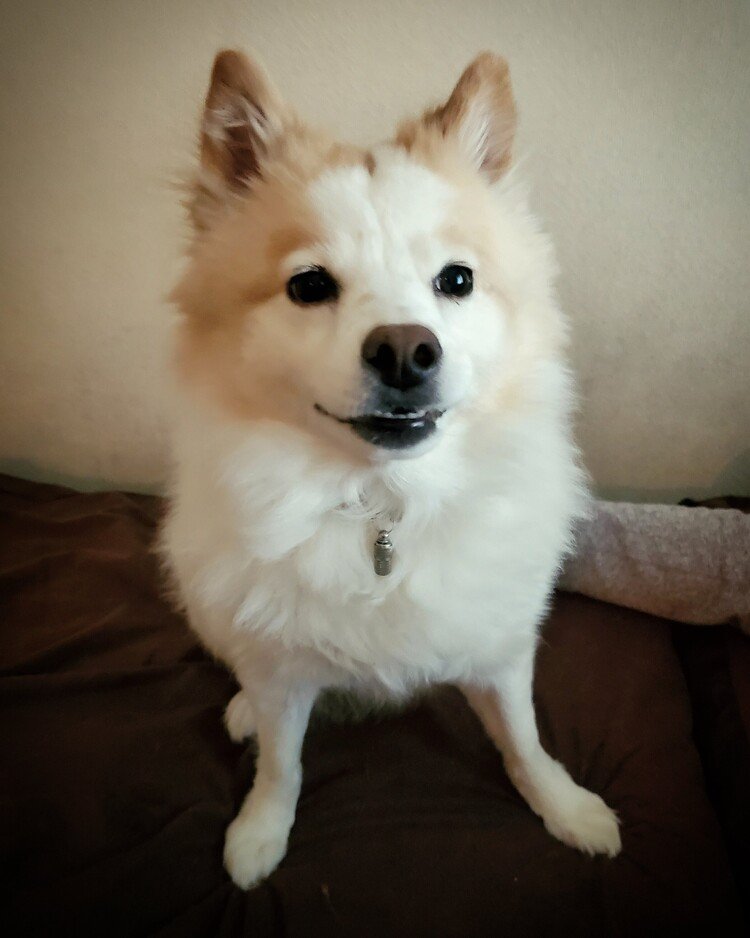なんだその自信アルヨの笑み。


#dog #inu #犬 #犬の麩 #犬のいる暮らし #時々笑う犬 #love #moritaMiW 
https://instagram.com/catsachi.dogfu