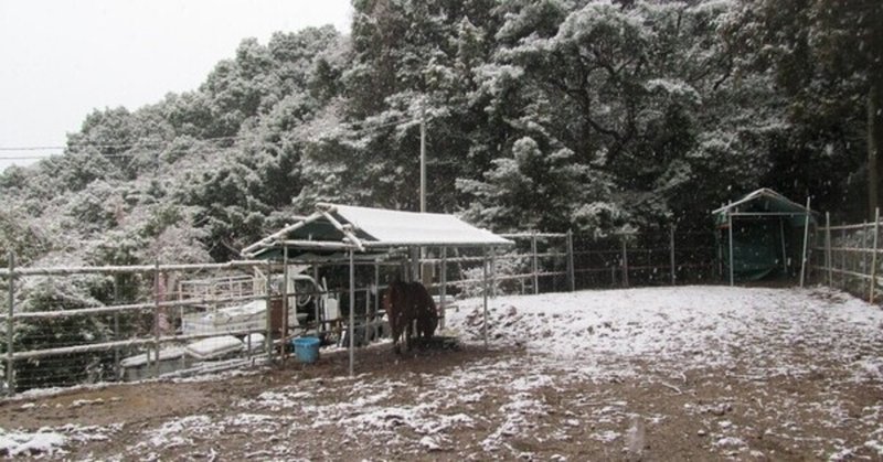 対州馬の飼育と調教 馬を飼うのに届けは必要か 江島 達也 対州屋 Note 対州馬の飼育と調教 馬を飼うのに届けは必要か 江島 達也 対州屋 Note