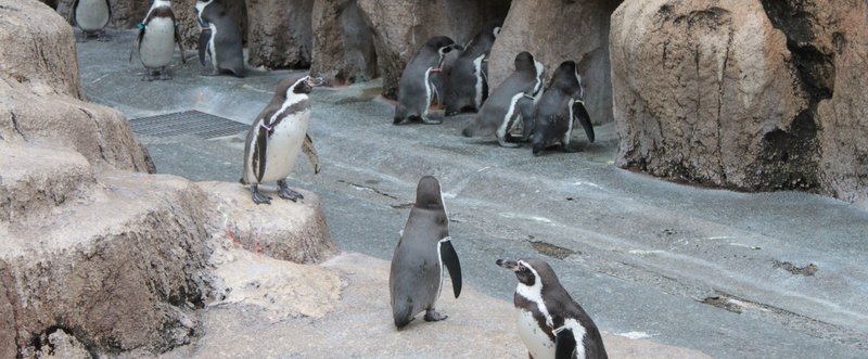 今の飼育下ペンギンたちの環境もあたりまえではなかったころのはなしから。