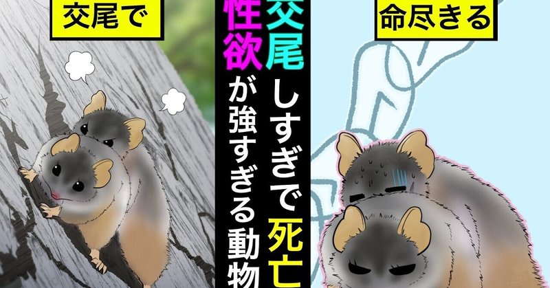 漫画 交尾のしすぎで命尽きる アンテキヌスの生態とは 雑学王子トリビアーン Note