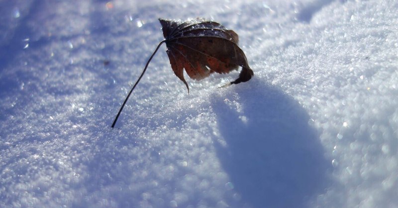 いくつかの死骸