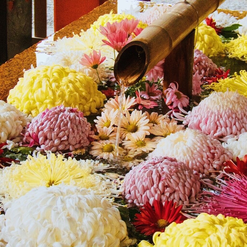 花手水はじまってました 鶴岡八幡宮 神奈川県の神社 9 電車とバスと歩いて御朱印旅まさはる Note 花手水はじまってました 鶴岡八幡宮 神奈川県の神社 9 電車とバスと歩いて御朱印旅まさはる Note