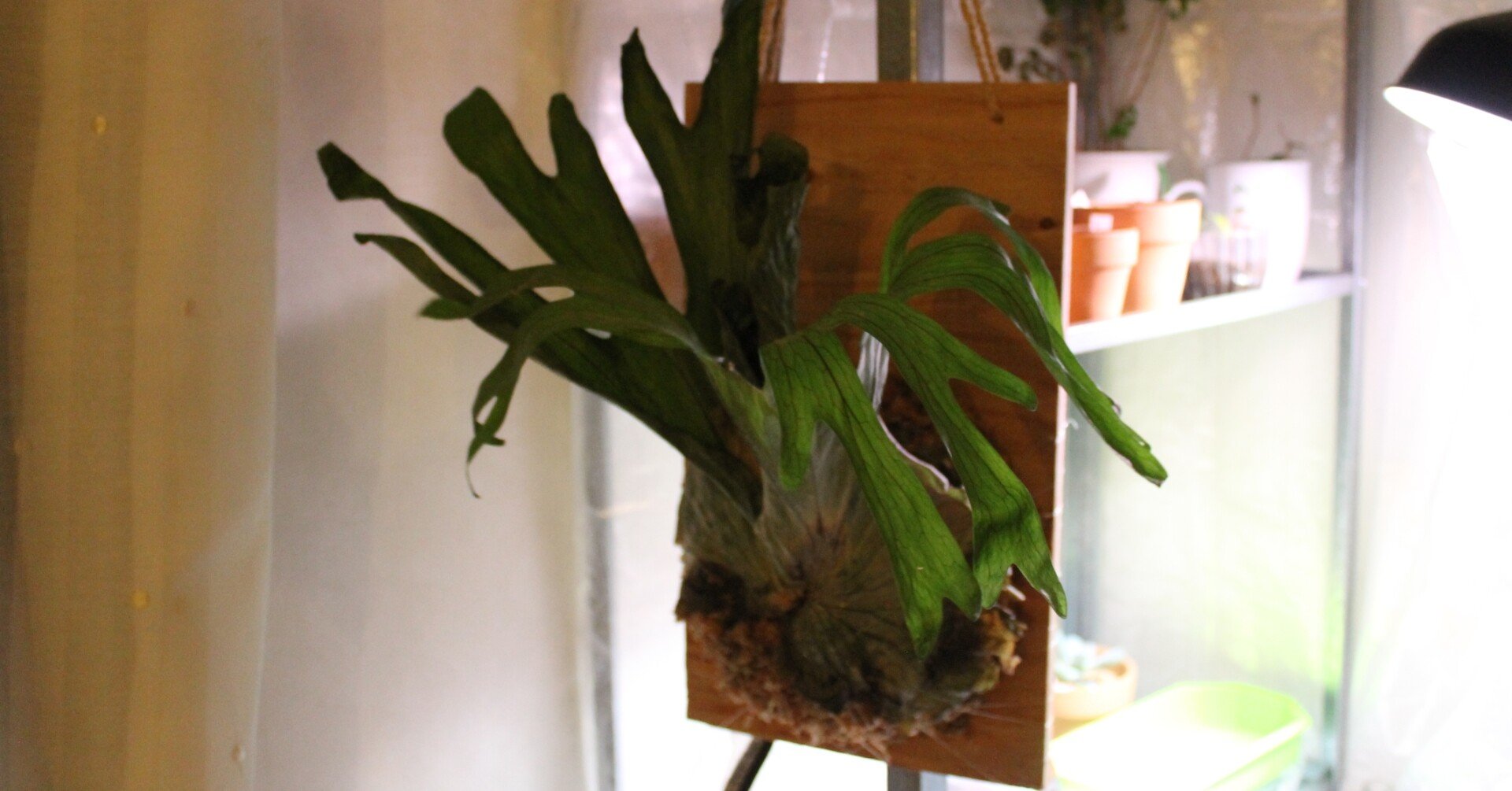 ビカクシダ板付け(2021.1.1)｜NAKADA Shugo