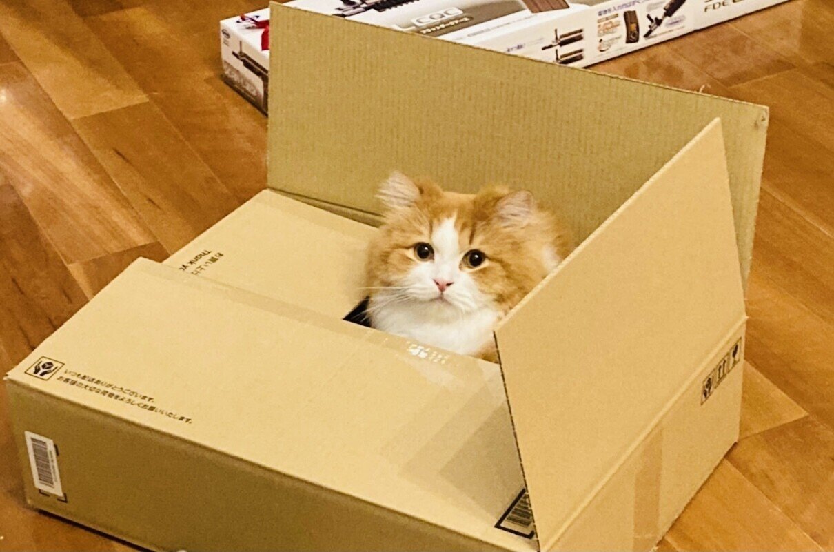 ヤッホーにゃ かわいい 癒される みんな誰だって存在しているだけで いいんだよね自分の価値を肯定しよう モフモフかわいい 産まれてきてくれてありがと 全ての出逢いが奇跡 そう考えると人との向き合 さくら Note