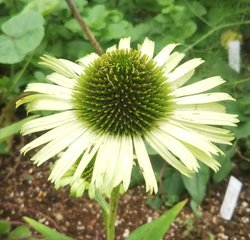 おうちご飯 ロマネスコを食べてみた なつめぐlabo Note おうちご飯 ロマネスコを食べてみた なつめぐlabo Note