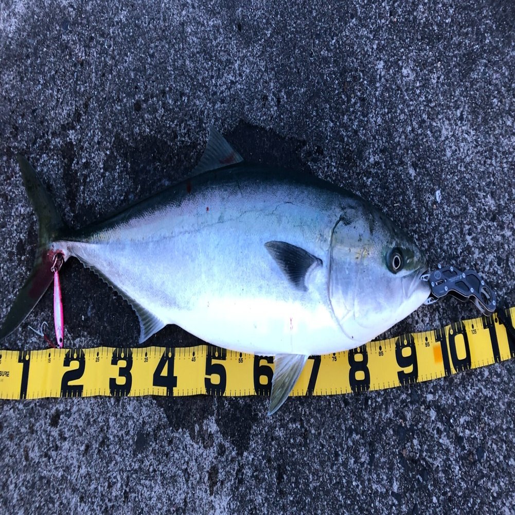 京都 伊根の波止からブリが釣れる ショアジギング釣果 釣りファミ Note