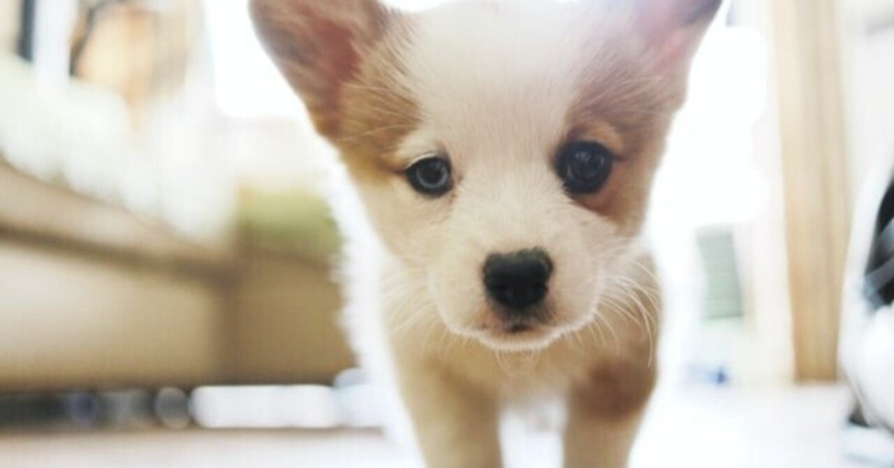 犬にニラはとっても危ない ニラ中毒の危険性とは 獣医師が解説 Vet1013 Note 犬にニラはとっても危ない ニラ中毒の危険性とは 獣医師が解説 Vet1013 Note