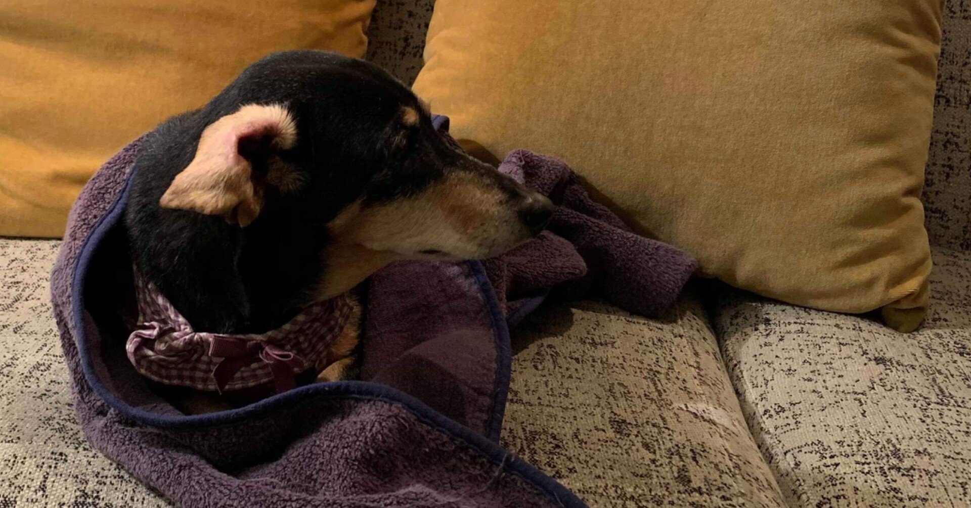 ぴの耳より 再び 情報 1 3 孫の手が Senri Oe 大江千里 Note