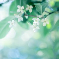 吉中直美のスキ一覧 Note ノート