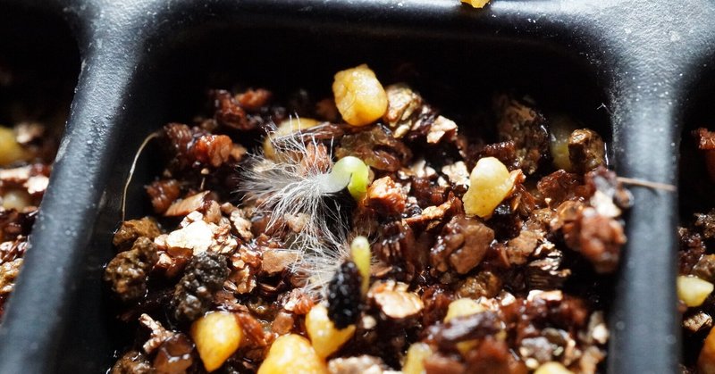 メコノプシスグランディス の新着タグ記事一覧 Note つくる つながる とどける