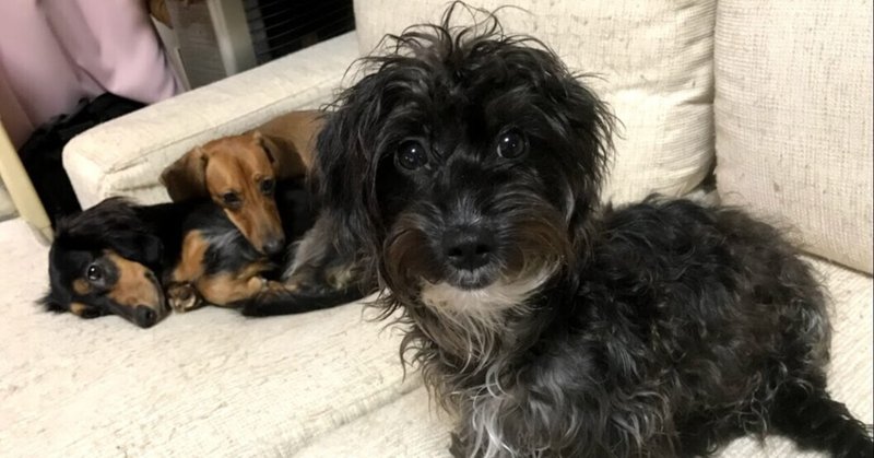 犬のケンカ の新着タグ記事一覧 Note つくる つながる とどける