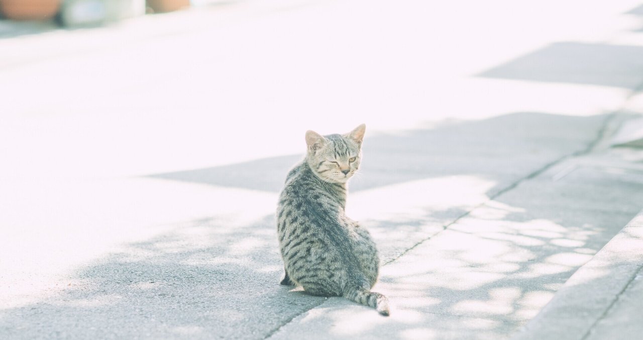 猫だより 野良猫さん パピコ Note
