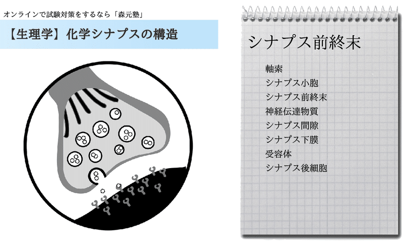 生理学 図解イラストとゴロで簡単 化学シナプスの構造 の覚え方 森元塾 国家試験対策 Note