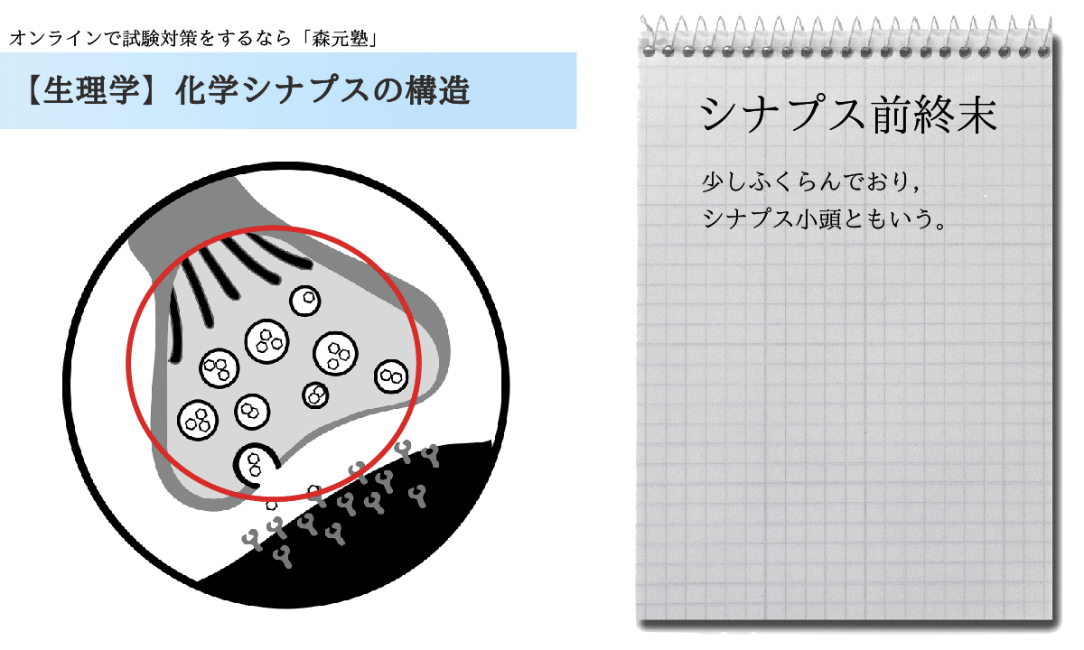 生理学 図解イラストとゴロで簡単 化学シナプスの構造 の覚え方 森元塾 国家試験対策 Note